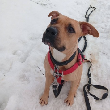 Собаки в добрые руки - Куки - 2