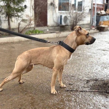 Собаки в добрые руки - Куки - 3