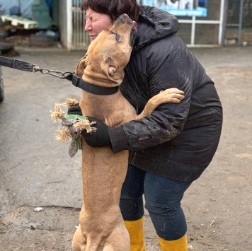 Собаки в добрые руки - Куки - 4