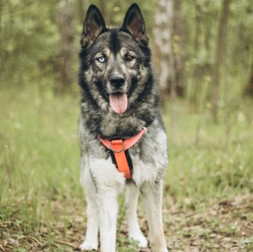 Собаки в добрые руки - Виего - 1