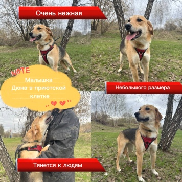 Собаки в добрые руки - Дюна