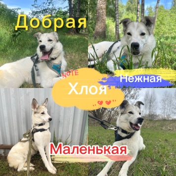 Собаки в добрые руки - Хлоя