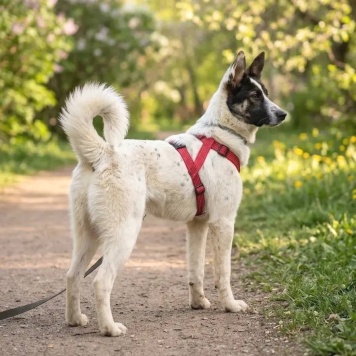 Алиса - Собаки в добрые руки