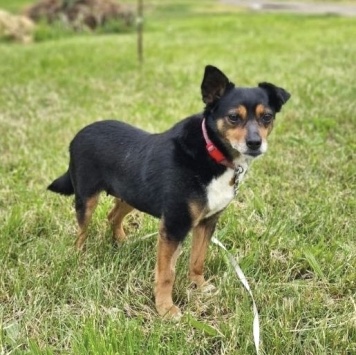 Собаки в добрые руки - Кнопа