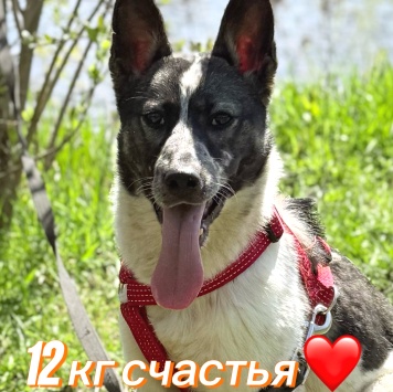 Собаки в добрые руки - Бэлла - 2