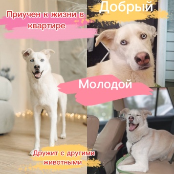 Собаки в добрые руки - Скай