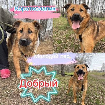 Собаки в добрые руки - Марс