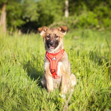 Лавида - Собаки в добрые руки