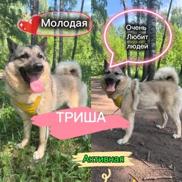 Собаки в добрые руки - Триша