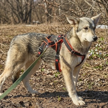 Собаки в добрые руки - Юна - 1