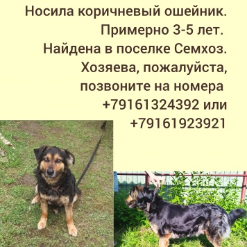 Собаки в добрые руки - Тетка