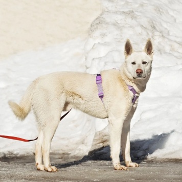 Собаки в добрые руки - Спайк - 1