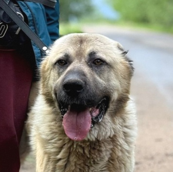 Собаки в добрые руки - Арни - 3