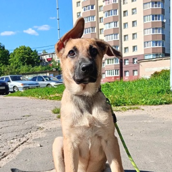 Собаки в добрые руки - Ванесса