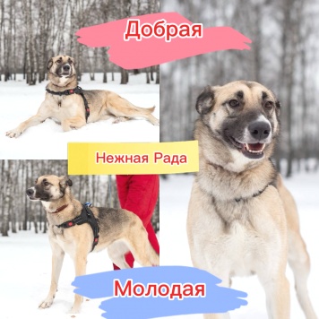 Собаки в добрые руки - Рада