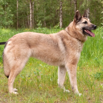 Собаки в добрые руки - Лети - 4