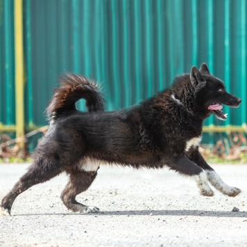 Собаки в добрые руки - Миша - 3