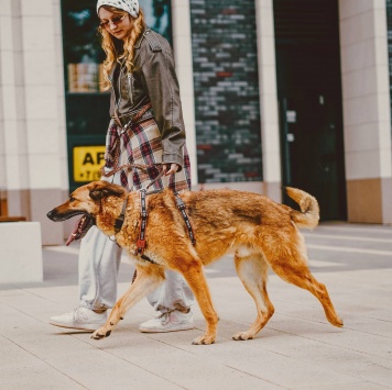 Собаки в добрые руки - Абрикос - 3