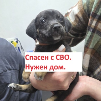 Собаки в добрые руки - Кекс