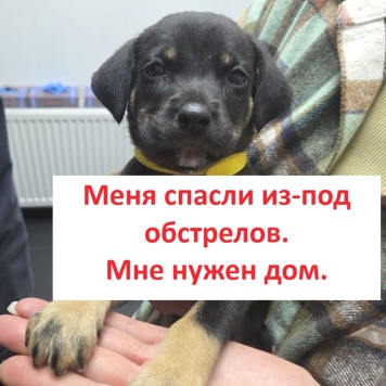 Собаки в добрые руки - Карамелька