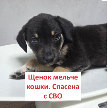Собаки в добрые руки - Пастила