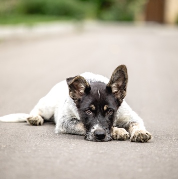 Собаки в добрые руки - Малик - 3