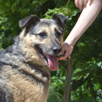 Собаки в добрые руки - Боб - 1