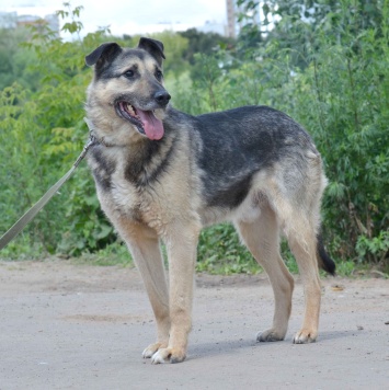 Собаки в добрые руки - Боб - 4