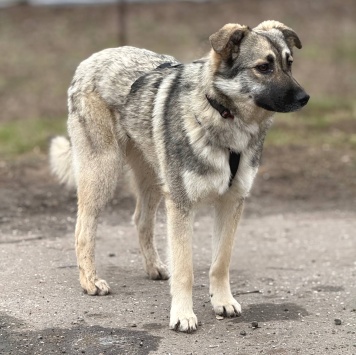 Собаки в добрые руки - Веста - 4