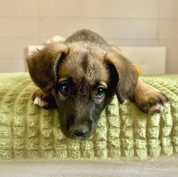 Нора - Собаки в добрые руки