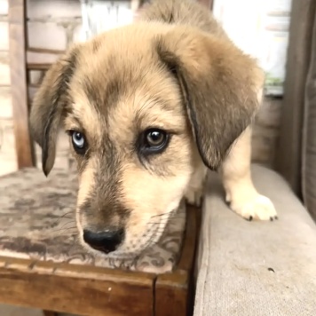 Собаки в добрые руки - Синеглазка - 3