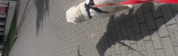 Собаки в добрые руки - Цезарь - 2