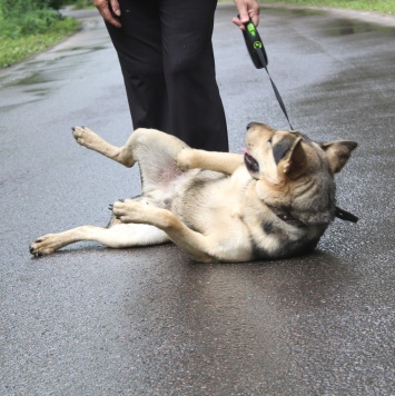 Собаки в добрые руки - Патрик - 1