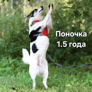 Собаки в добрые руки - Поночка - 1