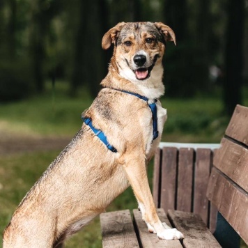 Собаки в добрые руки - Мона - 2