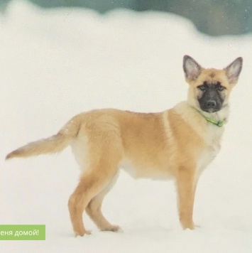 Собаки в добрые руки - Луша - 2