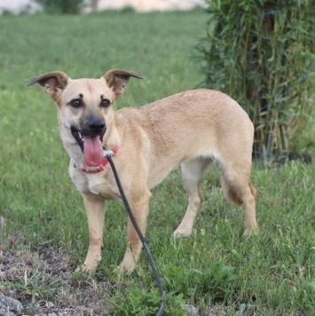 Собаки в добрые руки - Мира - 1