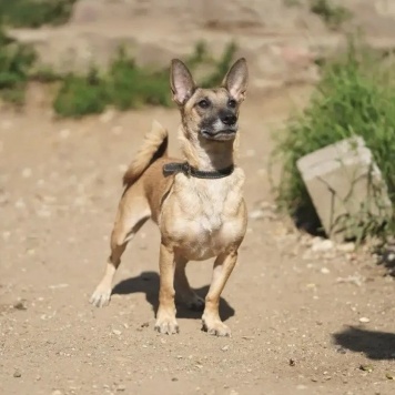 Собаки в добрые руки - Гаррик - 4