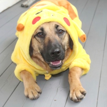 Собаки в добрые руки - Рада - 2