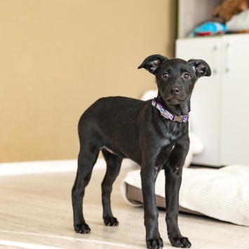 Собаки в добрые руки - Листа - 1