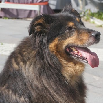 Чучундра - Собаки в добрые руки