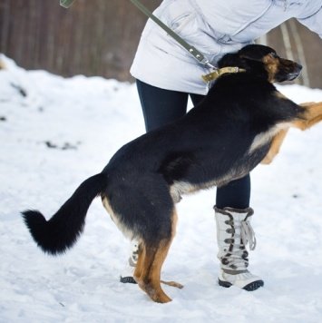 Собаки в добрые руки - Байкал - 1